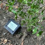 Constanța reîncepe lupta împotriva dăunătorilor! 3 actiunile de deratizare reluate la constanta 67ec19d84d615