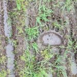 „Îngrijorare în Tulcea: Urme de urs descoperite!” 2 alerta in judetul tulcea au fost gasite urme de urs 67f3bab023607