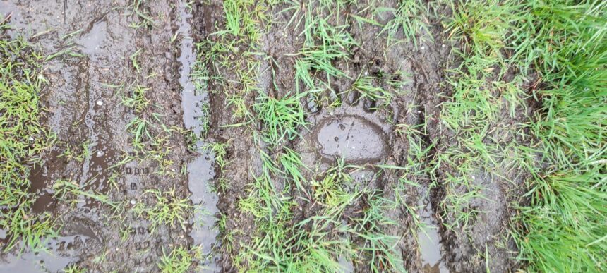 „Îngrijorare în Tulcea: Urme de urs descoperite!” 1 alerta in judetul tulcea au fost gasite urme de urs 67f3bab023607