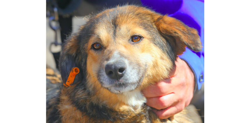 Molly, adorabila cățelușă, speră de trei ani să își întâlnească stăpânul ideal: Fii parte din călătoria ei spre cămin! 1 blanda molly viseaza de trei ani sa isi gaseasca stapanul iubitor ajutati o sa ajunga acasa 6807d726510b2