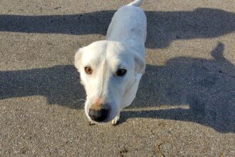 caz halucinant la harsova un pensionar si a amenintat vecinii cu moartea dupa ce cainele sau lasat liber le a distrus gradina si a fost prins in capcana 68017123a2390