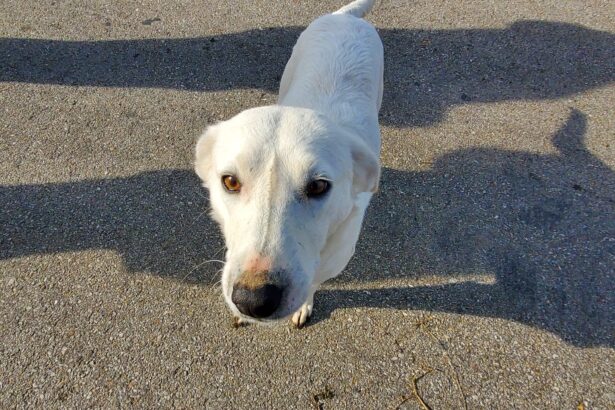 caz halucinant la harsova un pensionar si a amenintat vecinii cu moartea dupa ce cainele sau lasat liber le a distrus gradina si a fost prins in capcana 68017123a2390
