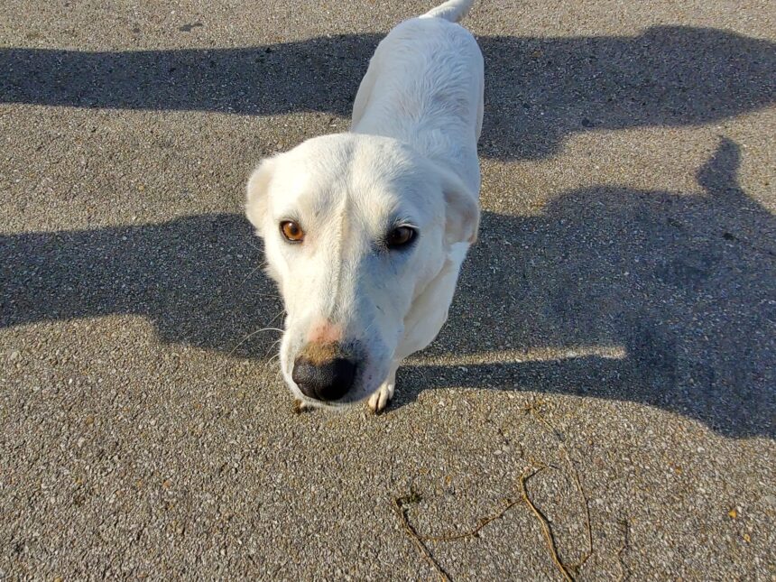 Incident șocant la Hârșova! Un bătrân furios a terorizat vecinii cu amenințări mortale, după ce patrupedul său, lăsat liber, a devastat grădinile și a căzut în plasă. 1 caz halucinant la harsova un pensionar si a amenintat vecinii cu moartea dupa ce cainele sau lasat liber le a distrus gradina si a fost prins in capcana 68017123a2390