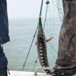 Captură spectaculoasă: Polițiștii de frontieră descoperă două tone de șprot și cinci sturioni! 3 doua tone de sprot si o captura de cinci sturioni descoperite de politistii de frontiera 680a909e09461