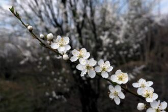 duminica floriilor 2025 traditii si obiceiuri de florii 67fb715eeb9bb