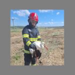 Pompierii din Constanța, eroi neobișnuiți: salvarea unei berze rănite! 3 foto interventie atipica pentru pompierii din constanta au salvat o barza ranita 67fa2bc77b943