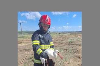 foto interventie atipica pentru pompierii din constanta au salvat o barza ranita 67fa2bc77b943