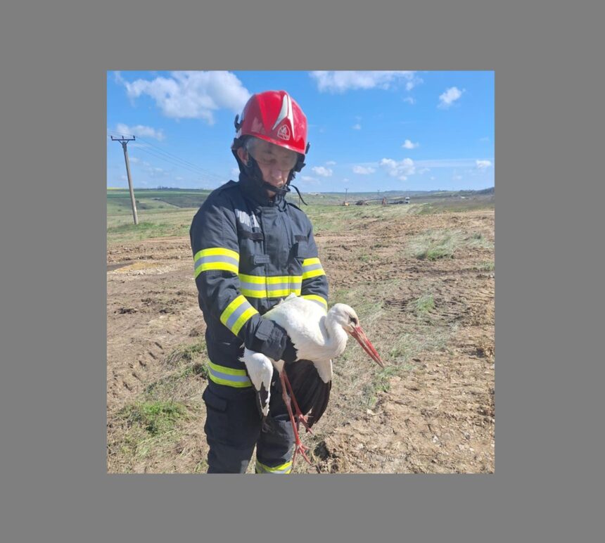Pompierii din Constanța, eroi neobișnuiți: salvarea unei berze rănite! 1 foto interventie atipica pentru pompierii din constanta au salvat o barza ranita 67fa2bc77b943