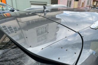 foto invazie de muste in constanta iata explicatia doctorului veterinar adrian bilba 67f65b3f16396