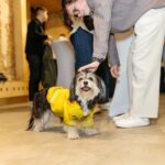foto liderul ucrainei la hrana de animale ia in calcul o fabrica in romania 67ecf7ab2ef4e
