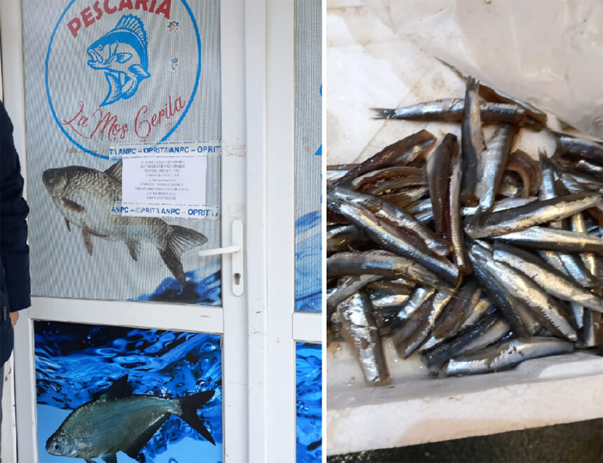 Mizerie, rugină și insecte în magazinele de pește: Amenzi de 1,3 milioane de lei impuse de ANPC 1 foto mazga rugina si gandaci de bucatarie la comerciantii de peste anpc a dat amenzi de 13 milioane de lei 67f9656512c94