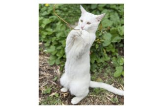foto motanelul yuki a disparut in ziua de paste stapanii au nevoie de ajutorul nostru pentru a l gasi 68076142ee692