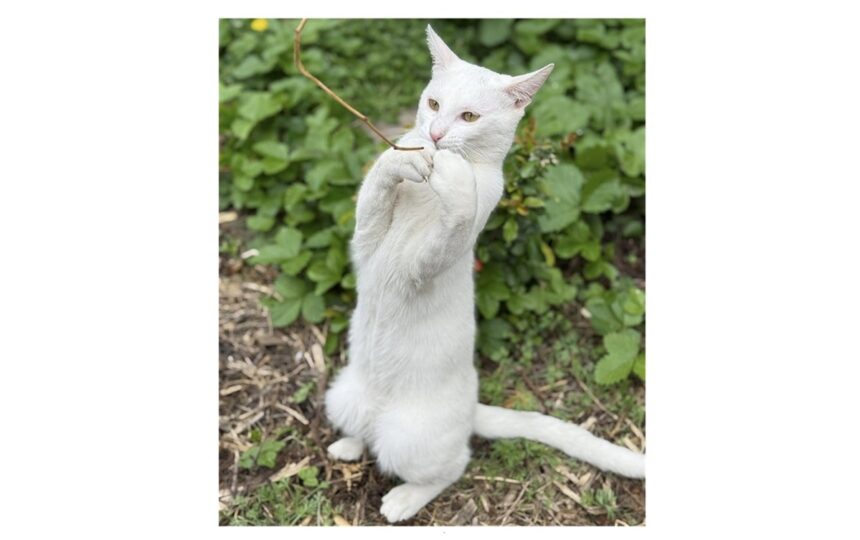 Căutăm pe micul Yuki! Ajută-ne să-l aducem acasă de Paște! 1 foto motanelul yuki a disparut in ziua de paste stapanii au nevoie de ajutorul nostru pentru a l gasi 68076142ee692