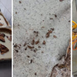 Restaurantul Sofra din Constanța, învăluit în rugină, mucegai și gândaci: Activitatea a fost suspendată! 2 foto rugina mucegai si gandaci la restaurantul sofra din constanta a fost oprita activitatea 67f690b560629