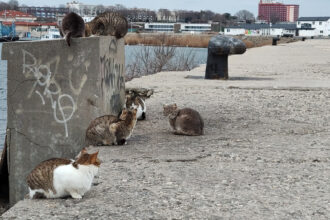 foto video felinele de pe digul pisicilor din mangalia rasfatate cu bunatati localnicii si turistii le au vizitat zilnic in minivacanta de paste 680666c6b93b9