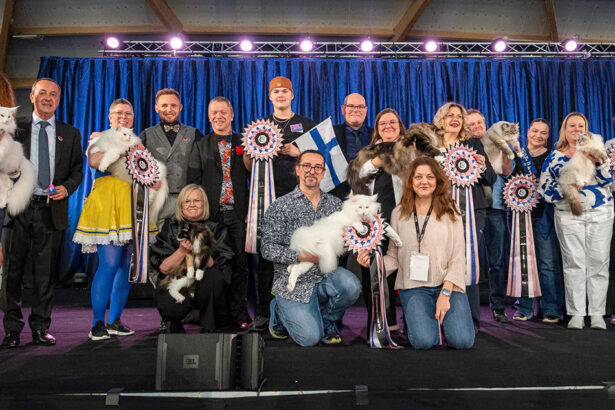 foto video motanul prosecco din romania castigator al prestigioasei cupe a scandinaviei fife 6807e253799e1