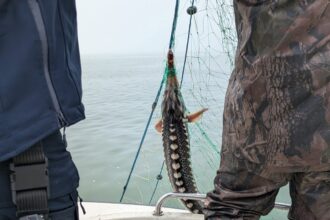 foto video pescador cu 2 tone de peste braconat prins langa mangalia 6809f0fb2d14c