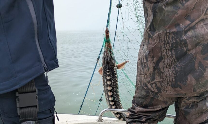 Captură impresionantă: Pescador prins cu două tone de pește braconat în apropierea Mangaliei! 1 foto video pescador cu 2 tone de peste braconat prins langa mangalia 6809f0fb2d14c