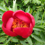 Splendoare florală: O mare de bujori își dezvăluie frumusețea în rezervația de la Enisala 2 foto video spectacol de culoare mii de bujori din rezervatia de la enisala au inceput sa infloreasca 680cff9925673