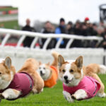 „Cursa Corgi: Distracție pur britanică cu câini în stil scurt!” 3 galerie foto distractie 100 britanica corgi derby cursa cainilor cu picioare scurte este un carnagiu absolut dar foarte distractiv 6805444e0da52