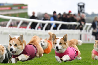 galerie foto distractie 100 britanica corgi derby cursa cainilor cu picioare scurte este un carnagiu absolut dar foarte distractiv 6805444e0da52