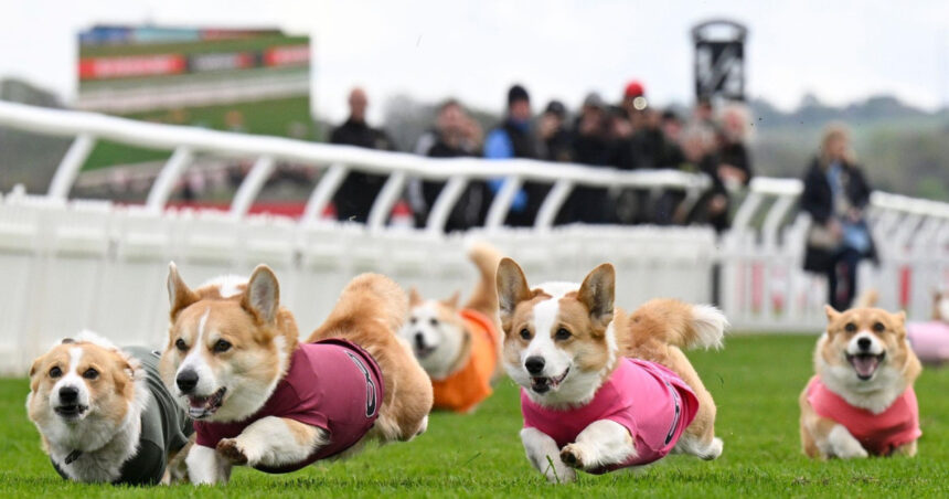 „Cursa Corgi: Distracție pur britanică cu câini în stil scurt!” 1 galerie foto distractie 100 britanica corgi derby cursa cainilor cu picioare scurte este un carnagiu absolut dar foarte distractiv 6805444e0da52