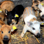 Sprijin financiar de 1,5 milioane lei pentru fermierii care cresc porci din rasele Bazna și Mangalița! 3 guvernul a alocat 15 milioane lei printr o schema de ajutor pentru crescatorii de porci din rasele bazna si mangalita 67ffb6c763e72