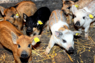 guvernul a alocat 15 milioane lei printr o schema de ajutor pentru crescatorii de porci din rasele bazna si mangalita 67ffb6c763e72