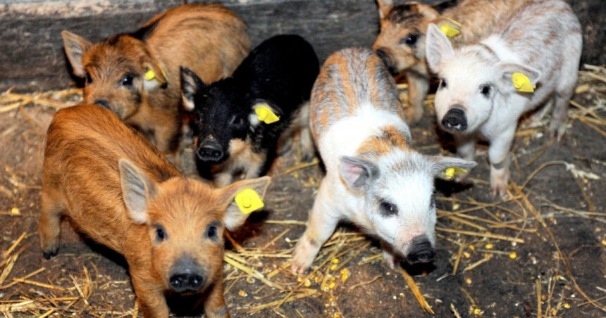 Sprijin financiar de 1,5 milioane lei pentru fermierii care cresc porci din rasele Bazna și Mangalița! 1 guvernul a alocat 15 milioane lei printr o schema de ajutor pentru crescatorii de porci din rasele bazna si mangalita 67ffb6c763e72