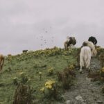 Guvernul investește pentru a preveni răspândirea febrei aftoase în țară 2 guvernul aloca bani ca febra aftoasa sa nu ajunga in romania 67ff9cb2648c2