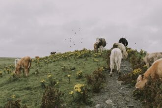 guvernul aloca bani ca febra aftoasa sa nu ajunga in romania 67ff9cb2648c2