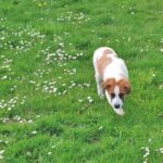 Luna, cățelușa salvatoare din Constanța, a găsit o nouă viață în Franța: O familie română i-a transformat viitorul! 3 luna catelusa salvata din constanta a ajuns in franta o familie de romani i a schimbat destinul 680884e43fe72