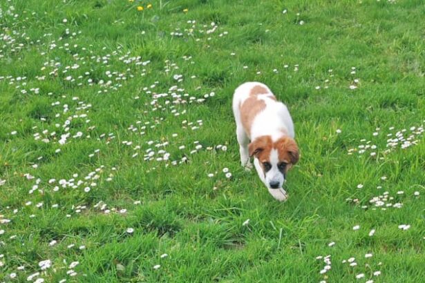luna catelusa salvata din constanta a ajuns in franta o familie de romani i a schimbat destinul 680884e43fe72