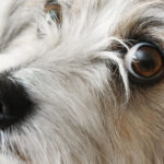 Parlamentarii SOS România sugerează crearea unui Registru Național pentru autori de abuzuri asupra animalelor 3 mai multi parlamentari sos romania propun infiintarea registrului national al persoanelor care au comis cruzimi asupra animalelor 680353ccece0a