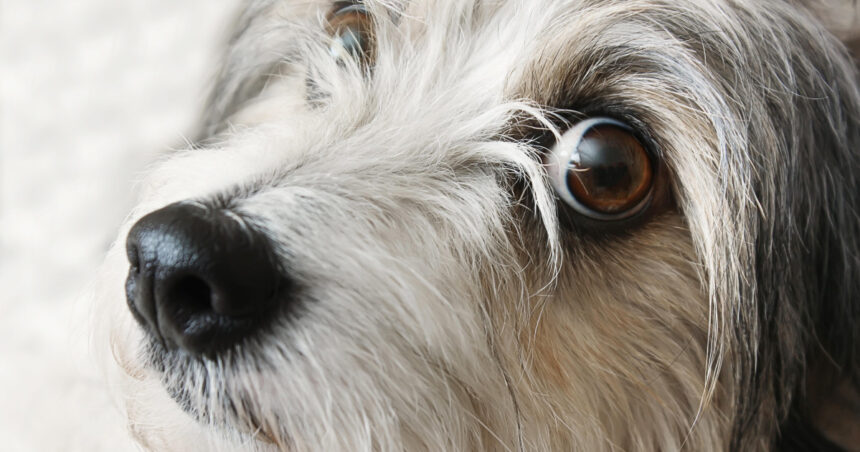 Parlamentarii SOS România sugerează crearea unui Registru Național pentru autori de abuzuri asupra animalelor 1 mai multi parlamentari sos romania propun infiintarea registrului national al persoanelor care au comis cruzimi asupra animalelor 680353ccece0a