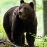 Ministrul Mediului propune eliminarea ursului din categoria speciilor super-protejate: „Siguranța umană este pe primul loc” 2 ministrul mediului vrea ursul scos de pe lista speciilor strict protejate viata omului are prioritate 680a5bbd6c914
