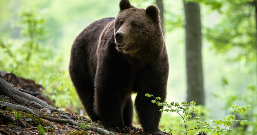 Ministrul Mediului propune eliminarea ursului din categoria speciilor super-protejate: „Siguranța umană este pe primul loc” 1 ministrul mediului vrea ursul scos de pe lista speciilor strict protejate viata omului are prioritate 680a5bbd6c914