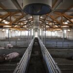 Fermă de porci din Constanța, scoasă la vânzare în urma unei executări silite 3 o fosta ferma de porci judetul constanta scoasa la vanzare intr un dosar de executare silita 67fb390f0b1d4