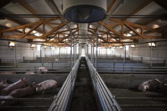 o fosta ferma de porci judetul constanta scoasa la vanzare intr un dosar de executare silita 67fb390f0b1d4
