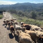 Primăria Barcelonei angajează oi și capre pentru a proteja Parcul Collserola de incendii! 3 oi si capre angajate oficial de primaria barcelonei pentru a preveni incendiile din parcul collserola 680781e53e41e