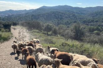 oi si capre angajate oficial de primaria barcelonei pentru a preveni incendiile din parcul collserola 680781e53e41e