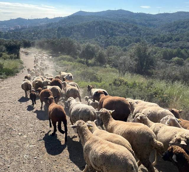 Primăria Barcelonei angajează oi și capre pentru a proteja Parcul Collserola de incendii! 1 oi si capre angajate oficial de primaria barcelonei pentru a preveni incendiile din parcul collserola 680781e53e41e