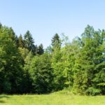 O nouă pădure prinde viață în comuna Topalu, în așteptarea avizului de la APM Constanța! 3 padure noua infiintata in comuna topalu investitorul asteapa acordul apm constanta 6801120a29048