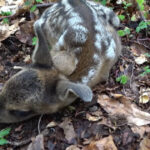 Tragedie la Grădina Zoologică din Craiova: O căprioară a decedat din cauza hrănirii neadecvate de către vizitatori 2 pericol pentru animalele de la zoo o caprioara de la gradina zoologica din craiova a murit dupa ce a fost hranita de turisti 680f2c6577e71