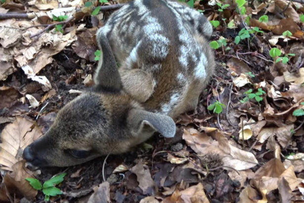 pericol pentru animalele de la zoo o caprioara de la gradina zoologica din craiova a murit dupa ce a fost hranita de turisti 680f2c6577e71
