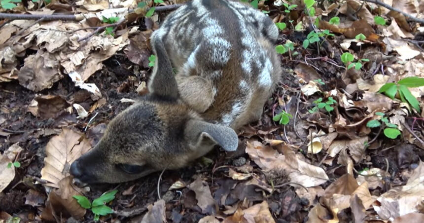 Tragedie la Grădina Zoologică din Craiova: O căprioară a decedat din cauza hrănirii neadecvate de către vizitatori 1 pericol pentru animalele de la zoo o caprioara de la gradina zoologica din craiova a murit dupa ce a fost hranita de turisti 680f2c6577e71