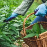„Planta miraculoasă de primăvară: expertiza confirmă efectele ei detoxifiante asupra organismului” 2 planta de primavara care are proprietati terapeutice specialistii sustin detoxifica organismul si elimina toxinele din corp 680b0d368a5d8