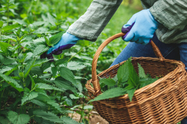 planta de primavara care are proprietati terapeutice specialistii sustin detoxifica organismul si elimina toxinele din corp 680b0d368a5d8