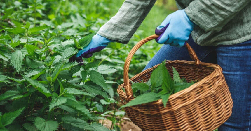 „Planta miraculoasă de primăvară: expertiza confirmă efectele ei detoxifiante asupra organismului” 1 planta de primavara care are proprietati terapeutice specialistii sustin detoxifica organismul si elimina toxinele din corp 680b0d368a5d8