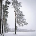 Iarna își intră în drepturi: Ploi, lapoviță și ninsoare vor acoperi România începând de sâmbătă, cu o răcire semnificativă! 2 ploi care se vor transforma in lapovita si ninsoare incepand de sambata in cea mai mare parte a tarii vremea se va raci accentuat 67ef925a84a5b